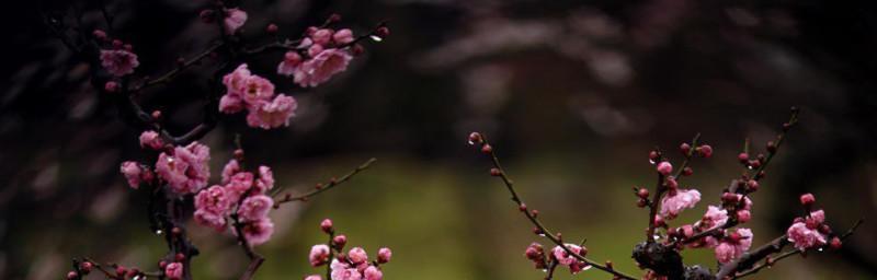 梅花的象征意义（探寻梅花在中国文化中的独特地位）