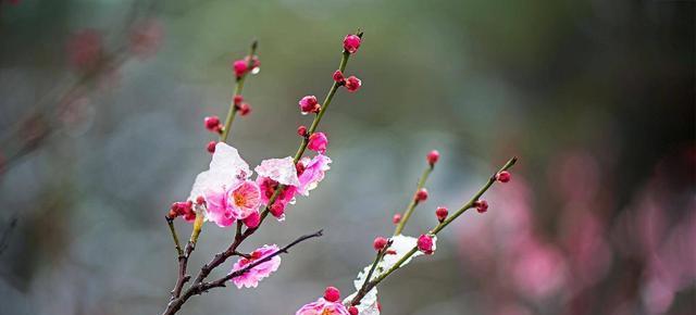 梅花的象征意义（探寻梅花在中国文化中的独特地位）