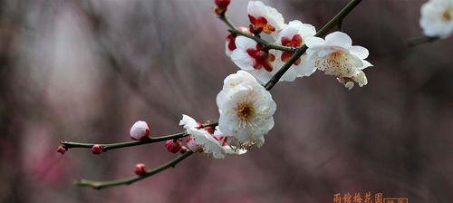 寒冬中的梅花（冬天里盛开的梅花）