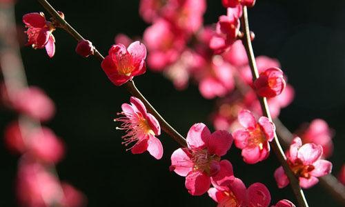 梅花的品质与象征（傲立寒冬）