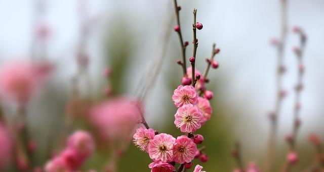 梅花的品质与象征（傲立寒冬）