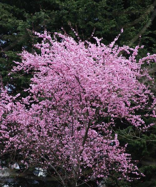 美人梅的花语——妩媚与坚韧并存（揭开美人梅背后的花语密码）