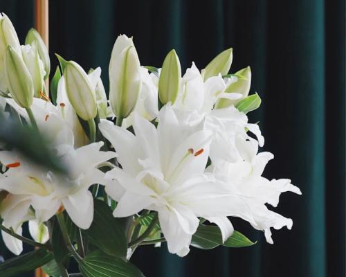 白百合花期是什么季节（有关百合的开花时间）