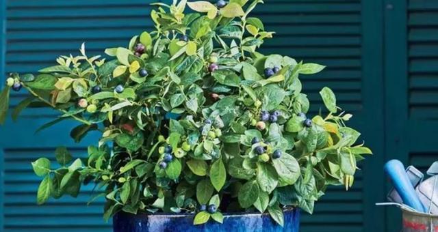 盆栽蓝莓怎样养护（有关蓝莓的养殖方法与管理）