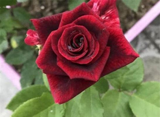 路易十四玫瑰怎么种植（路易十四玫瑰种植方法和时间）
