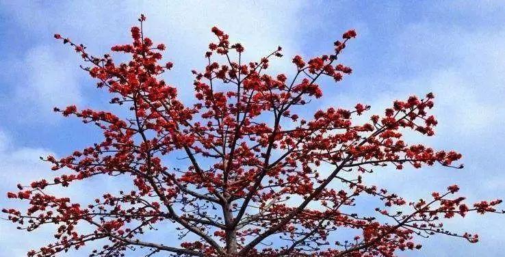 木棉花种子怎么种（木棉花种植方法讲解）