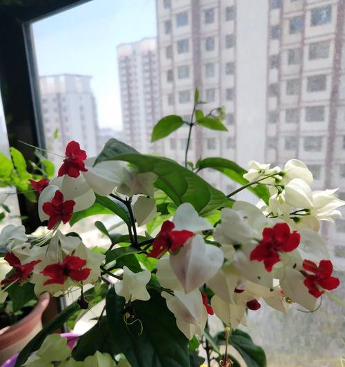 龙吐珠花怎么养才好（龙吐珠的养护小窍门）