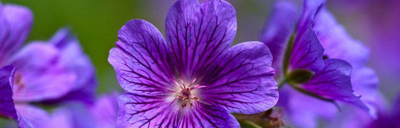 紫罗兰什么季节开花（了解紫罗兰的开花时间）