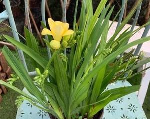 香雪兰几月份开花（观赏香雪兰花期简介）