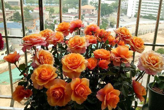 月季多久浇一次水比较好（月季花的养护知识）