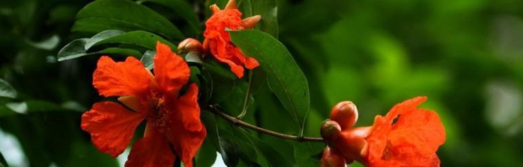 石榴花的养殖方法（掌握石榴花的栽培技巧）