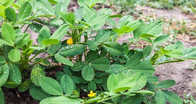 花生怎样种才能高产（花生高产种植技术要点）