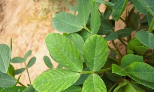 花生怎样种才能高产（花生高产种植技术要点）