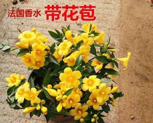 冬季里最耐寒的15种花卉（花开在冰雪中的坚强与美丽）