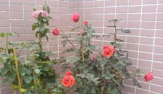 玫瑰花如何扦插容易生根（描述玫瑰的扦插方法和时间）