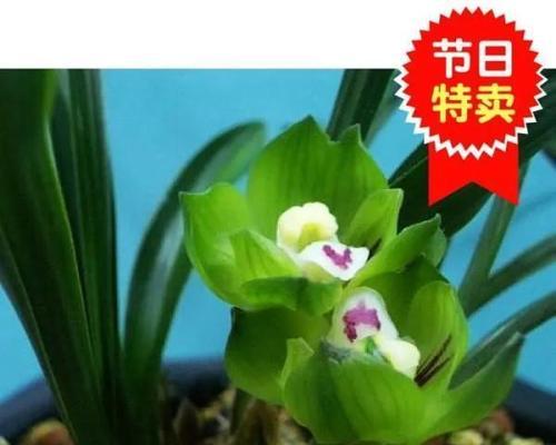 兰草怎么养殖方法和注意事项（有关兰花的栽培技术）