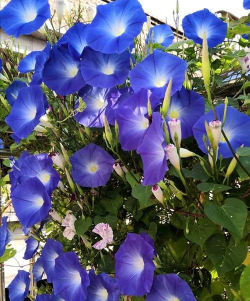 藤本花卉有哪些品种（室内爬藤植物大全）