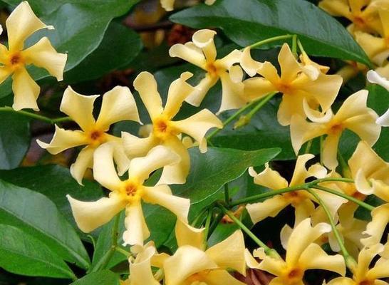 藤本花卉有哪些品种（室内爬藤植物大全）