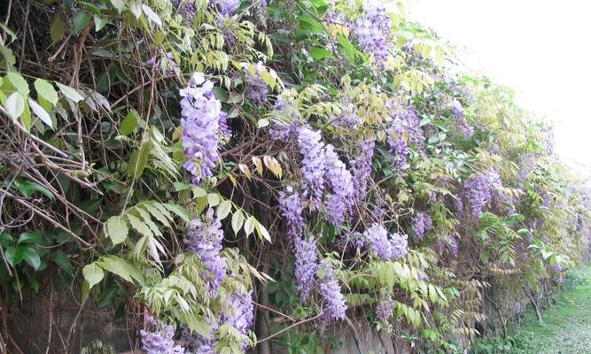 藤本花卉有哪些品种（室内爬藤植物大全）