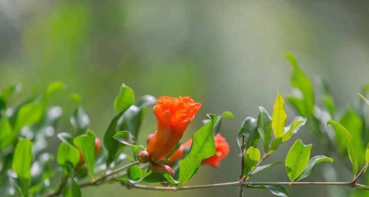 石榴花几月份开花（有关石榴花的观赏季节）