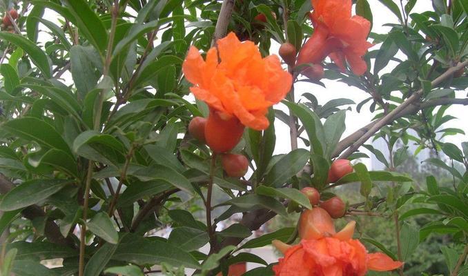 石榴花几月份开花（有关石榴花的观赏季节）