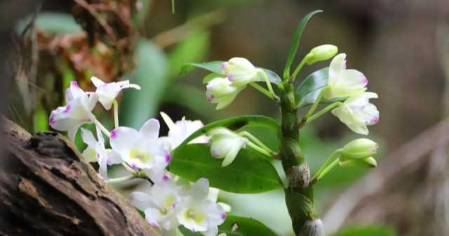 石斛怎样种植才生长茂盛（掌握石斛栽培技术）