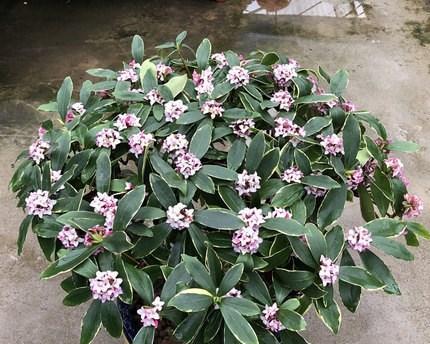 瑞香花怎么养（瑞香花种植方法与技巧）