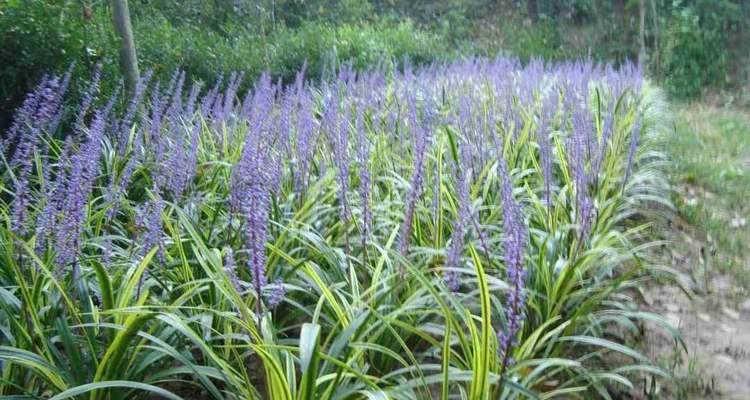 麦冬怎么种植才高产（麦冬栽培技术要点）