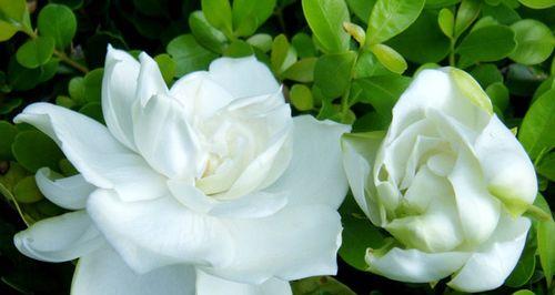 栀子花开什么季节（有关栀子花花期简介）