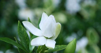栀子花开什么季节（有关栀子花花期简介）