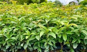 四季桂花树种植技术（四季桂的养殖注意事项）