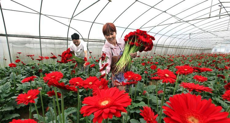 玫瑰花怎么种植（盆栽玫瑰花的养殖方法）