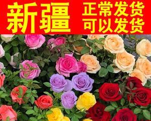 玫瑰花怎么种植（盆栽玫瑰花的养殖方法）