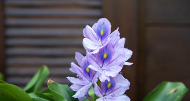 凤眼莲花期多久时间（有关凤眼莲花期简介）