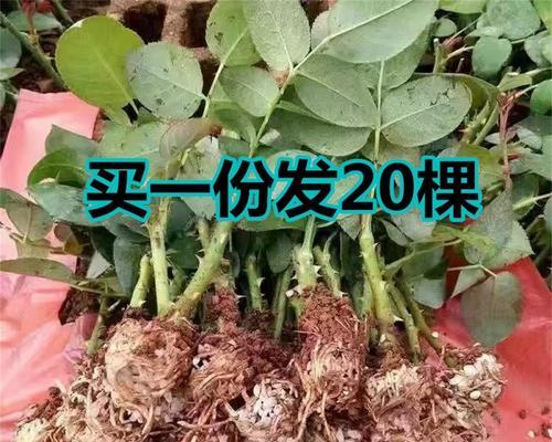 蔷薇怎么扦插成活率高（蔷薇扦插时间和方法）