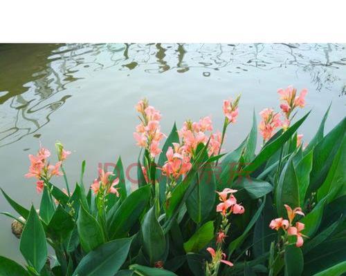 水生花卉植物有哪些（盘点八种常见的水生花）