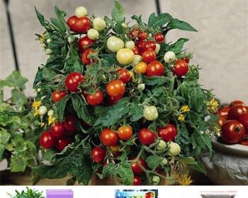 水果番茄怎么种植（有关水果西红柿栽培技术）