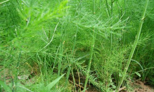 芦笋种子怎样育苗（芦笋种植方法及步骤）