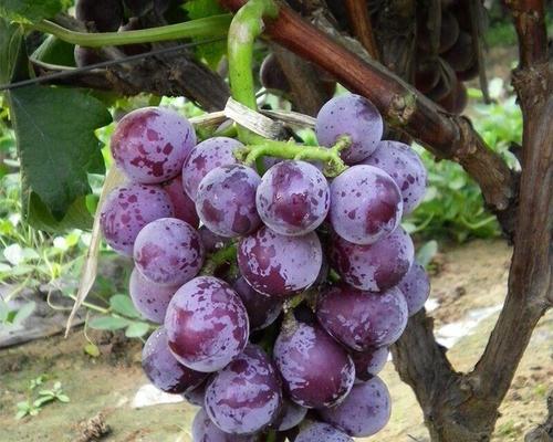 葡萄如何种植（葡萄种植技术和管理）