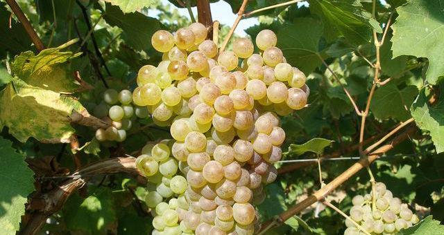 葡萄如何种植（葡萄种植技术和管理）