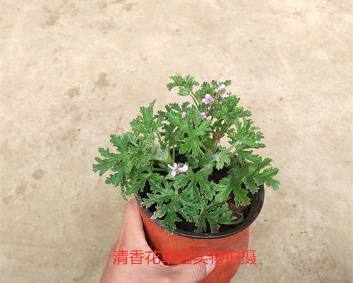 驱蚊草有哪几种（驱蚊虫的植物介绍）