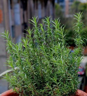 驱蚊草有哪几种（驱蚊虫的植物介绍）