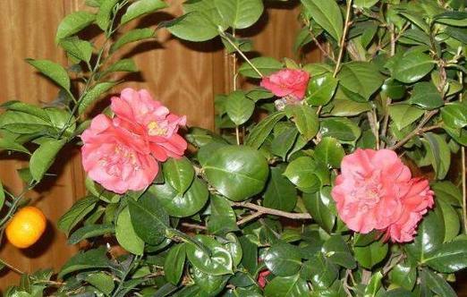 山茶花哪个季节开（有关山茶花的花期时间）