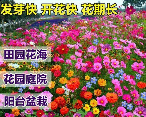 百日草种子的种植方法（百日草播种时间和方法）