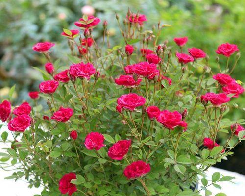 月季花几月份开花（有关月季花养护小妙招）