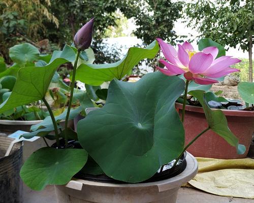 碗莲10月份种可以吗（碗莲的种植时间）