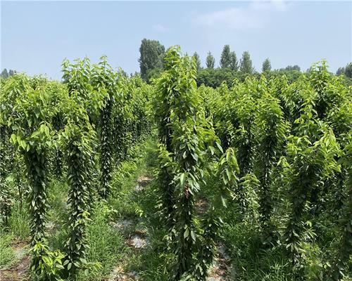 樱桃小苗怎么管理（樱桃种植技术要点）
