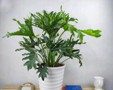 喜林芋怎么养才旺盛（种植喜林芋的注意事项）