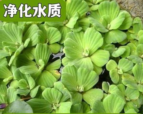 水生植物怎么养护（水生植物养护与管理）