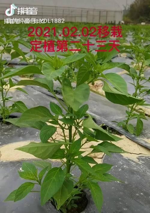 辣椒怎样种植才高产（辣椒种植方法和步骤）